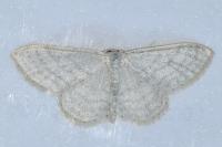 Idaea subsericeata