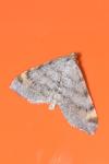 Macaria liturata