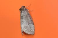 Ochropacha duplaris