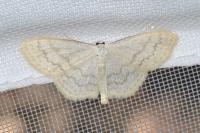 Scopula floslactata