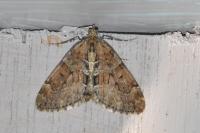 Thera obeliscata