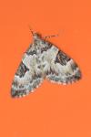 Thera vetustata