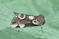 Thyatira batis