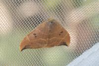 Watsonalla binaria