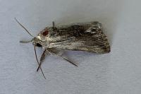 Calophasia platyptera