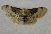 Idaea filicata