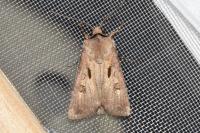 Agrotis exclamationis exclamationis