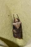 Agrotis puta
