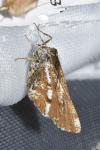 Bupalus piniaria