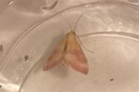 Pyrausta virginalis