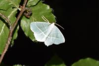 Campaea margaritaria