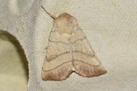 Charanyca trigrammica