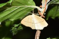 Cyclophora linearia