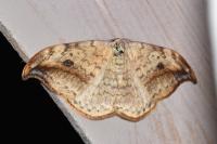 Drepana falcataria