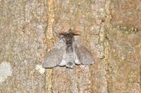 Calliteara pudibunda