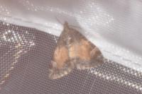 Dysstroma truncata
