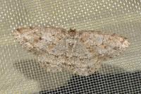 Ectropis crepuscularia
