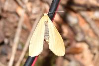 Wittia sororcula