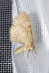 Euchoeca nebulata