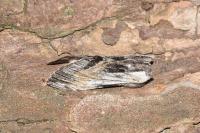 Harpyia milhauseri