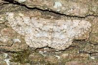 Hypomecis punctinalis