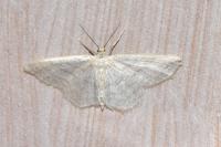 Idaea subsericeata