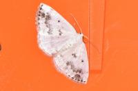 Lomographa temerata