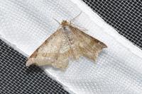 Macaria alternata