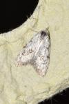 Nola confusalis