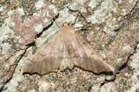 Odontopera bidentata