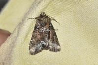 Oligia
