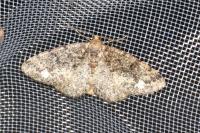Parectropis similaria