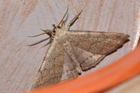 Pechipogo strigilata