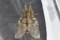 Peridea anceps