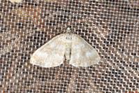 Perizoma flavofasciata