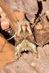 Phlogophora meticulosa