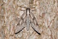 Hyloicus pinastri