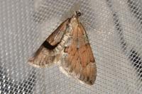 Thera obeliscata