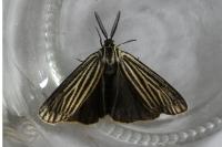Spiris striata