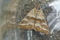 Synthymia fixa