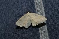 Cyclophora punctaria