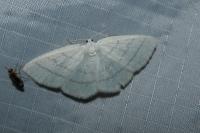 Cabera pusaria