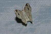 Macaria notata