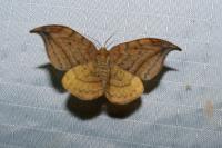 Drepana falcataria