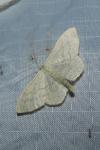 Scopula floslactata