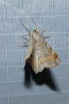 Macaria liturata