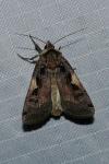 Xestia c-nigrum
