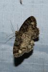 Parectropis similaria