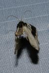 Cosmorhoe ocellata