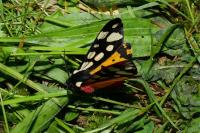 Arctia villica